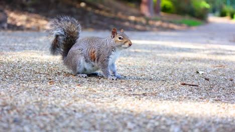 grey squirrel on a walking path in the park