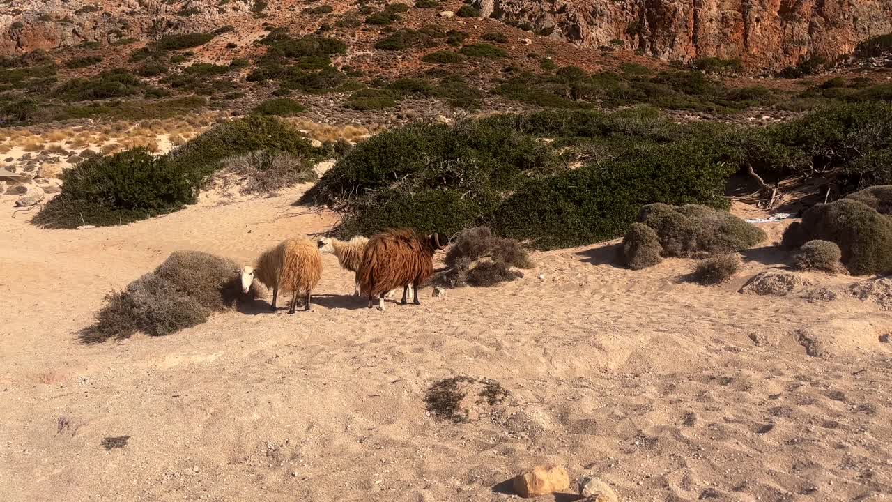 Sheep grazing in a dry sandy terrain with rocky hills and green bushes in Crete Greece