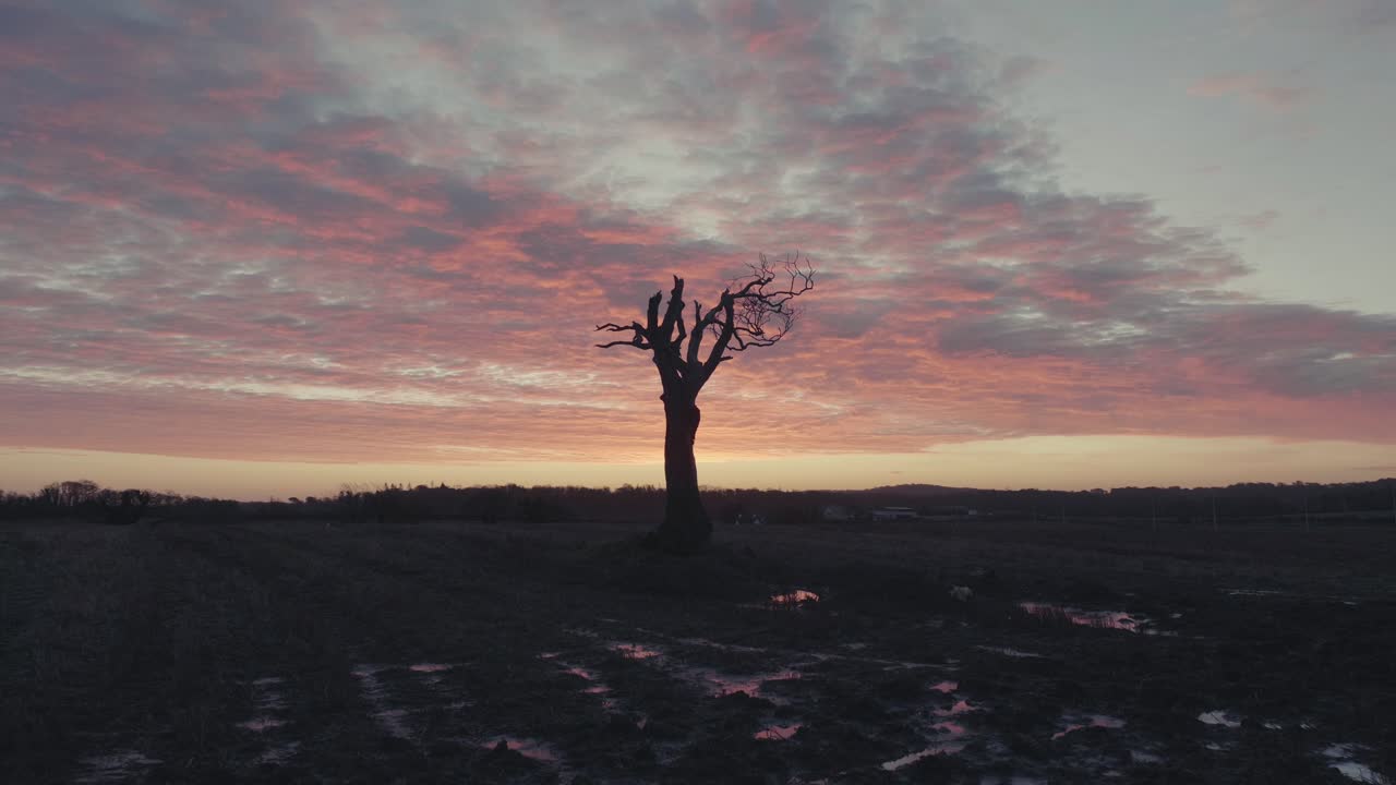 Tree in muddy field at sunrise with puddles