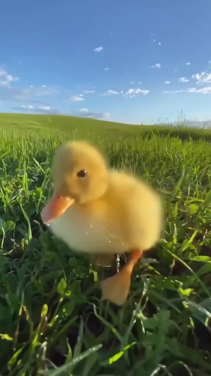 Lindo patito amarillo caminando por la hierba verde en un campo soleado