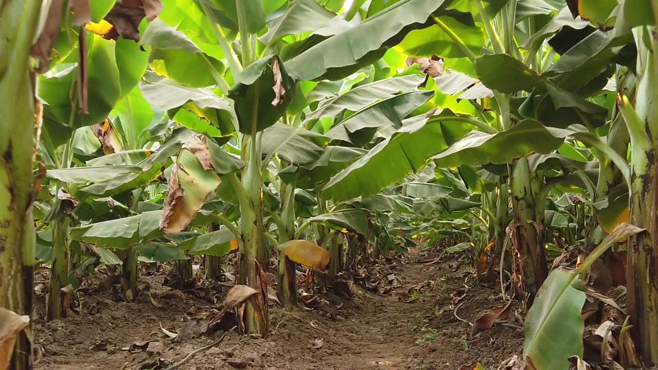 finca bananera en la india | fruta | agricultura | banano