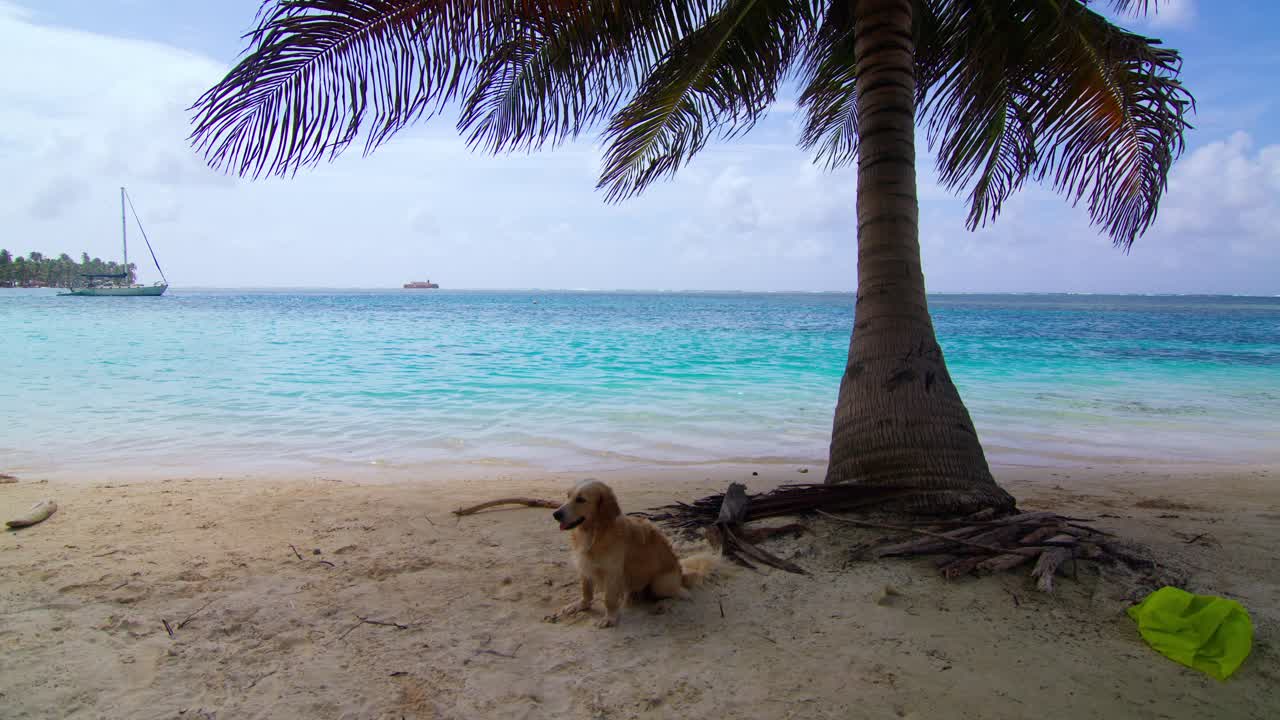 A charming caramel-colored dog sitting in the center of the frame on the beach of Chichime Island, San Blas, with the serene, turquoise Caribbean ocean in the background