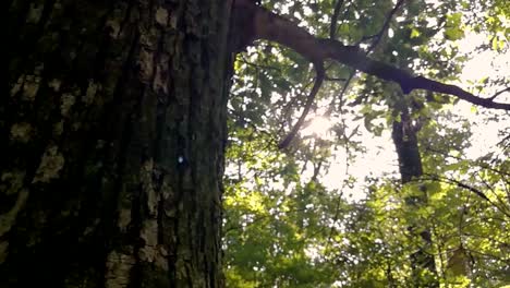 Revealing-shot-of-the-sun-peeking-through-green-leaves-of-a-deep-forest-on-a-late-summer-day,-PAN-RIGHT,-SLOMO