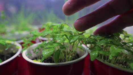 tierno cuidado de las plantas, teoría del pulgar verde