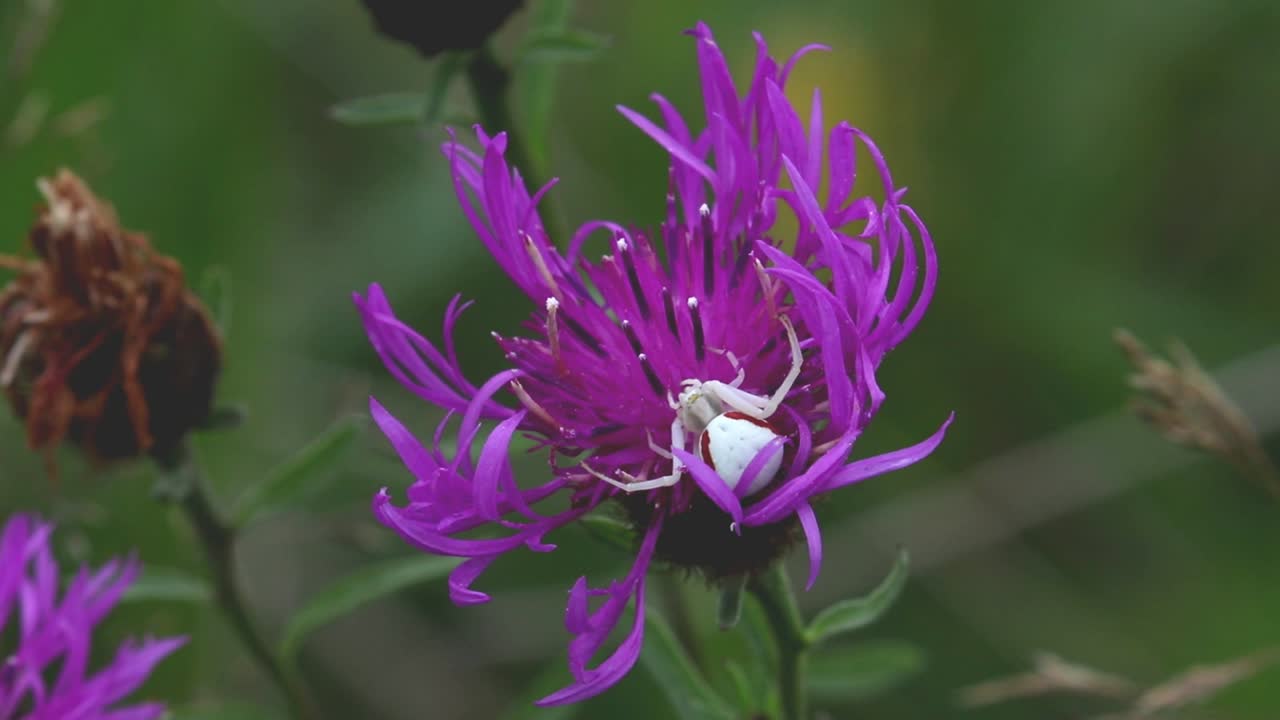 araña cangrejo, misumena vatia, intentando atrapar un abejorro que aterriza en una flor