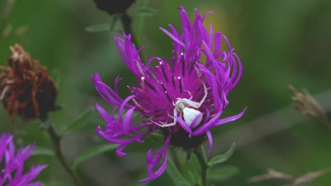 Crab-Spider,-Misumena-vatia,-attempting-to-catch-a-bumblebee-as-it-lands-on-a-flower