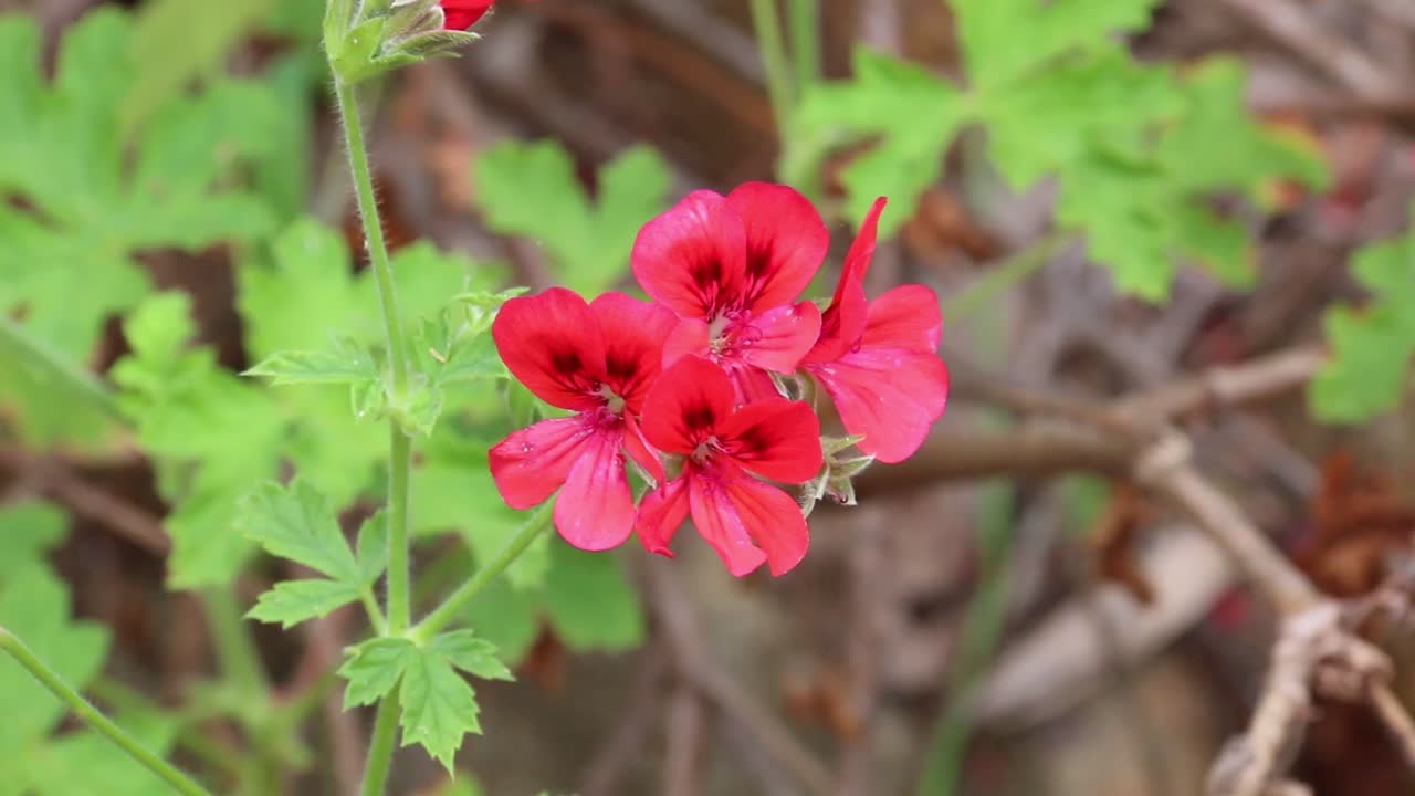 Geraniums Scarlet Pet swaying in breeze, close up view