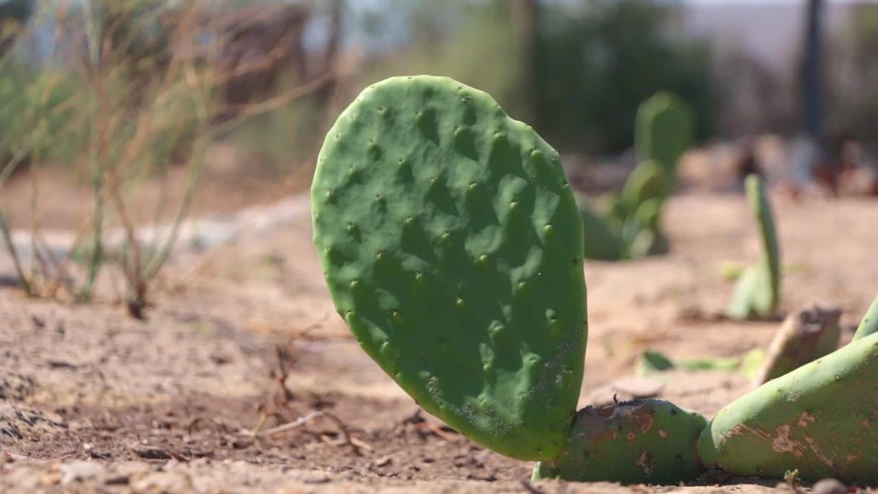 nopal aislado en un fondo árido desierto en un día soleado