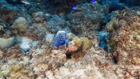 Underwater-video-around-Mauritius-Island-displays-the-Emperor-Angelfish,-alternatively-named-the-Imperator-Angelfish,-flaunting-its-vivid-blue-body-decorated-with-bold-horizontal-yellow-stripes