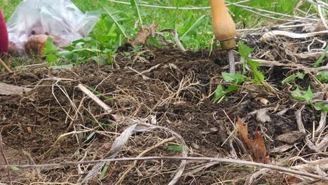 Planting-bulb-into-ground-of-a-garden