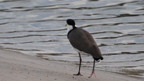 bird strolls by the water's edge on sandy beach