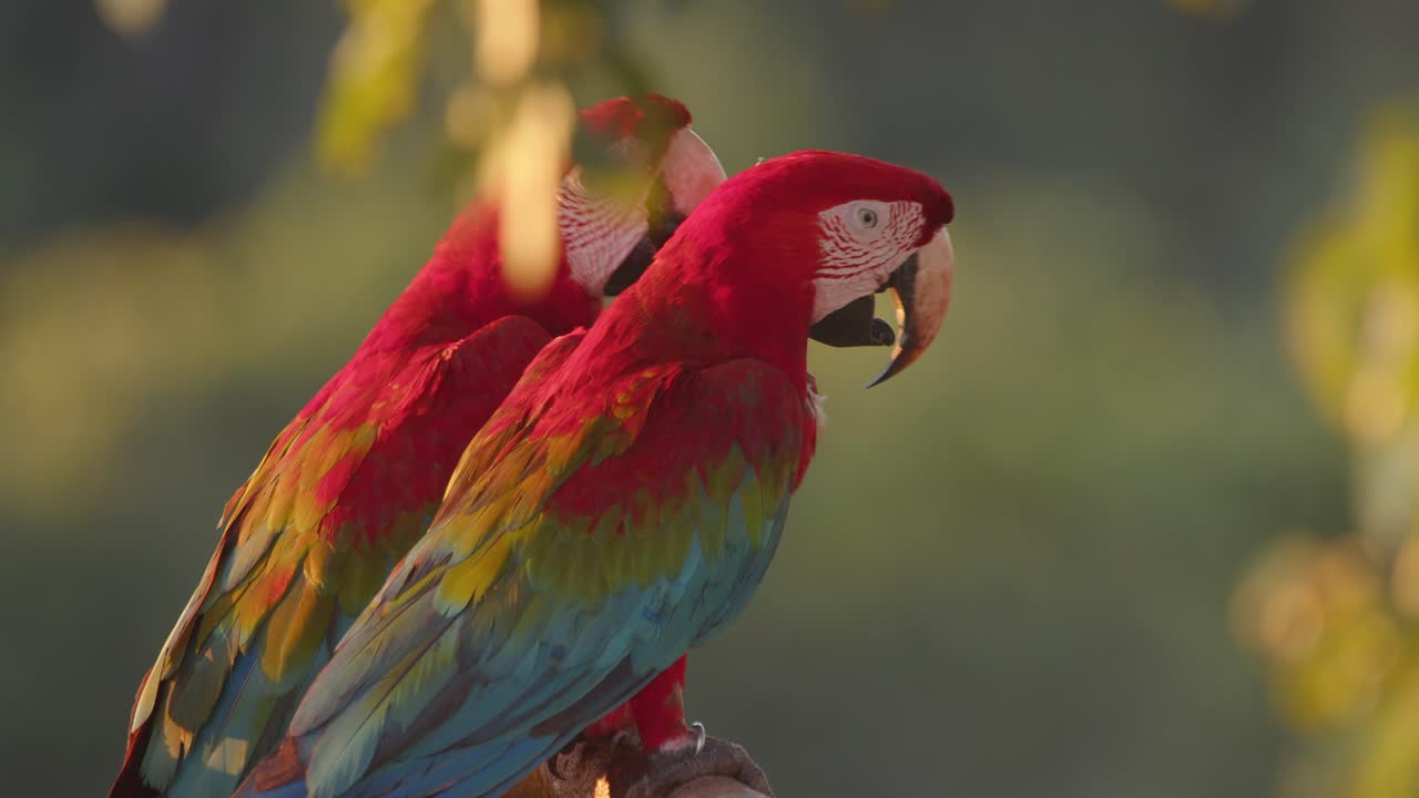 A bonded Green-Winged Macaw duo preens each other affectionately while resting in Peru’s rainforest.