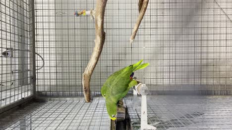 disparo vertical de loros verdes en la jaula