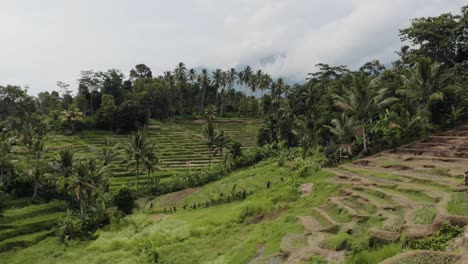 bali - drone de campo de arroz