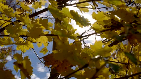 Goldene-Blätter-Am-Baum-Winken-In-Einer-Leichten-Brise,-Während-Das-Sonnenlicht-Im-Hintergrund-Scheint