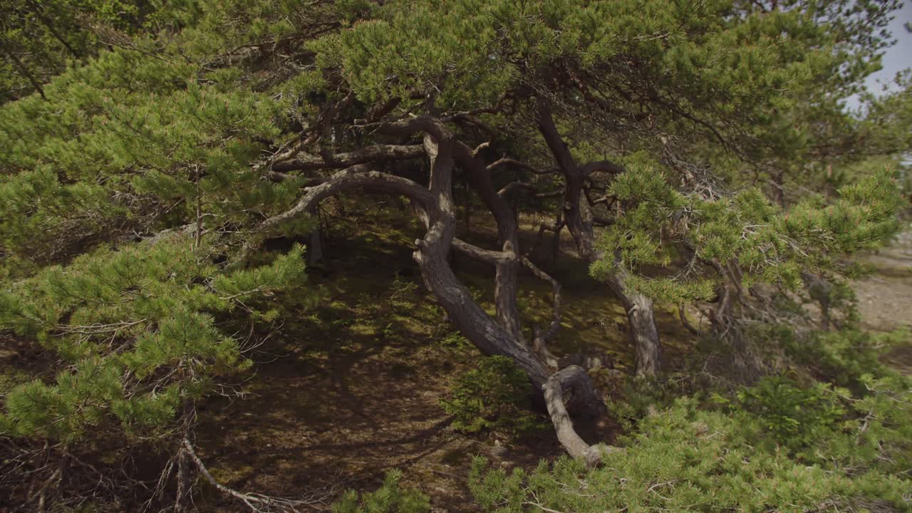 An immersive shot of an old pine tree resembling a bonsai