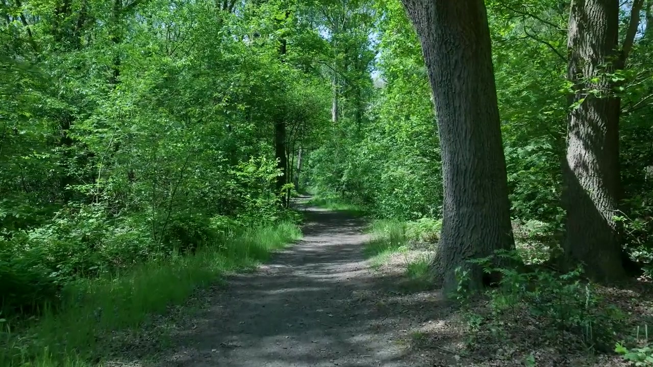 Sentiero sterrato tranquillo che si snoda attraverso una lussureggiante foresta verde