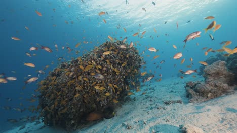 Corals reef. At sunset. Red sea.