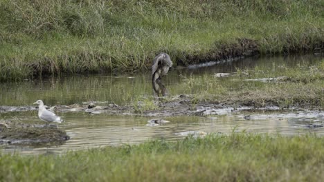 Great-blue-herron-standing-in-shallow-riverbed,-static