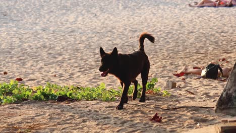 a dog explores the sandy beach alone