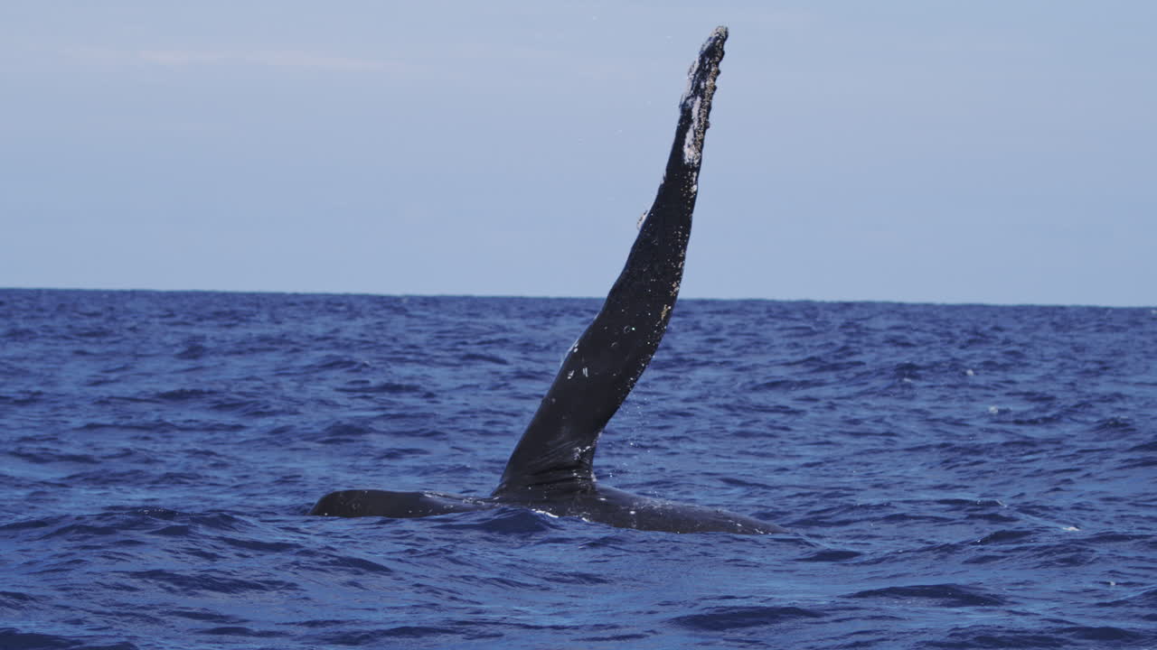 Whale flipper lifting above calm sea surface, sunlight reflecting on waves