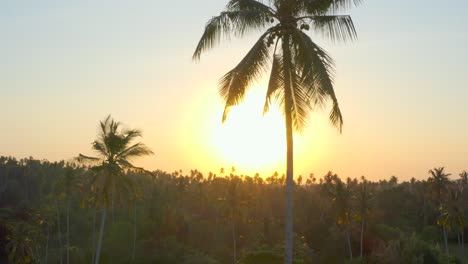 Sunset-Glaring-Through-2-Palm-Trees