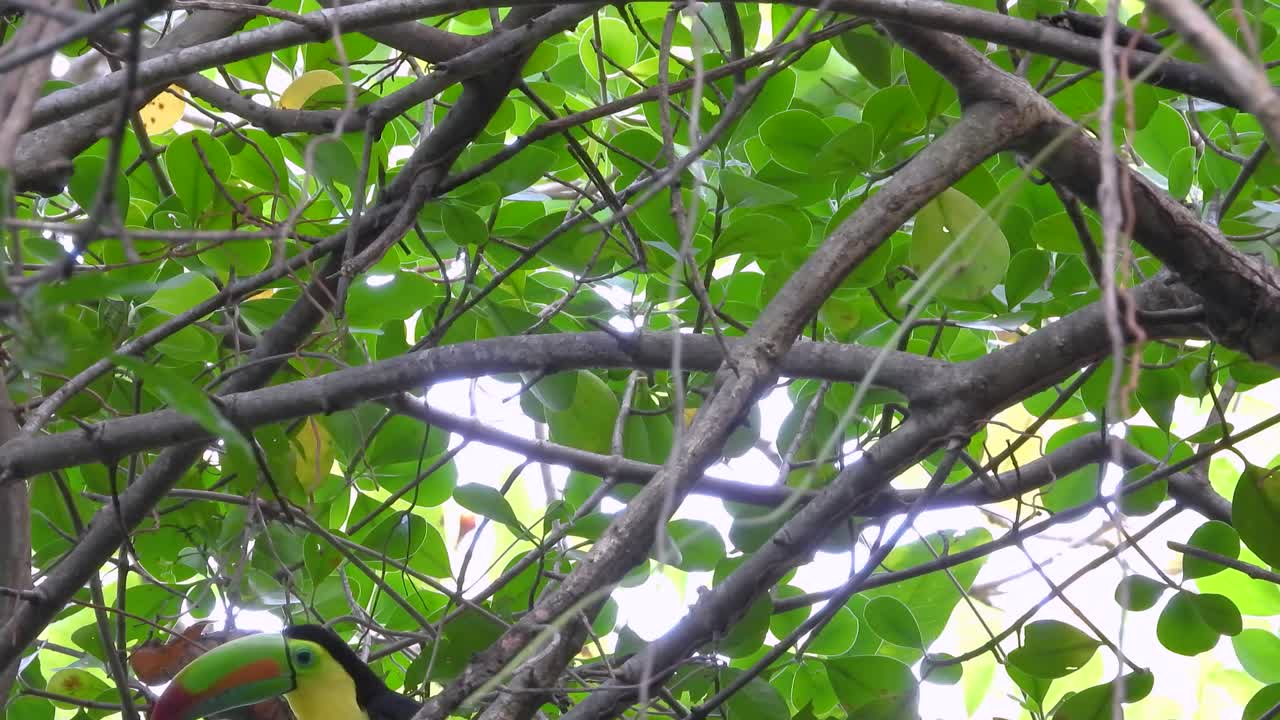 Sighting of a keel-billed toucan in the Coffee Axis Region of Colombia