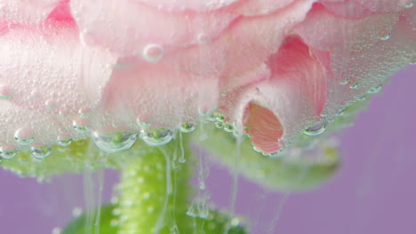 pink ranunculus flower with bubbles