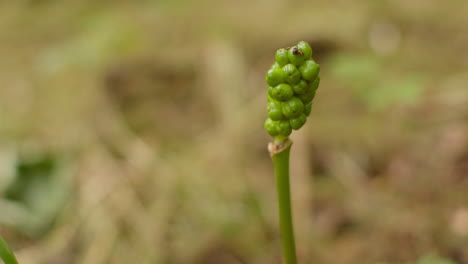 Primer-Plano-De-Una-Planta-De-Cuco-Que-Crece-De-Forma-Silvestre-Al-Aire-Libre-En-El-Campo