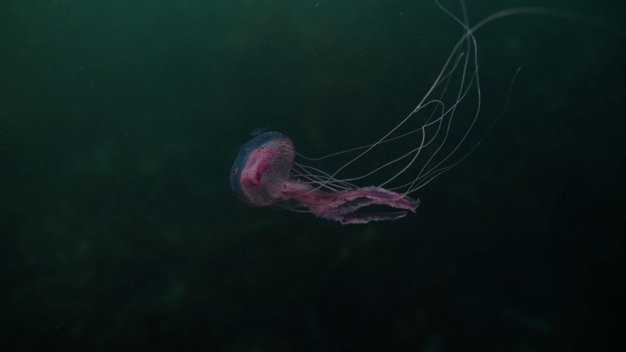Graceful jellyfish swimming in dark ocean, tranquil and mysterious scene