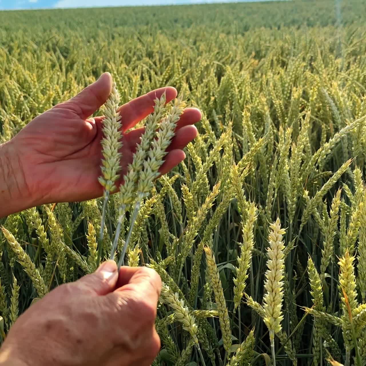 Male hands holding green ears of wheat. Field of unripe corn waving in the wind at backdrop