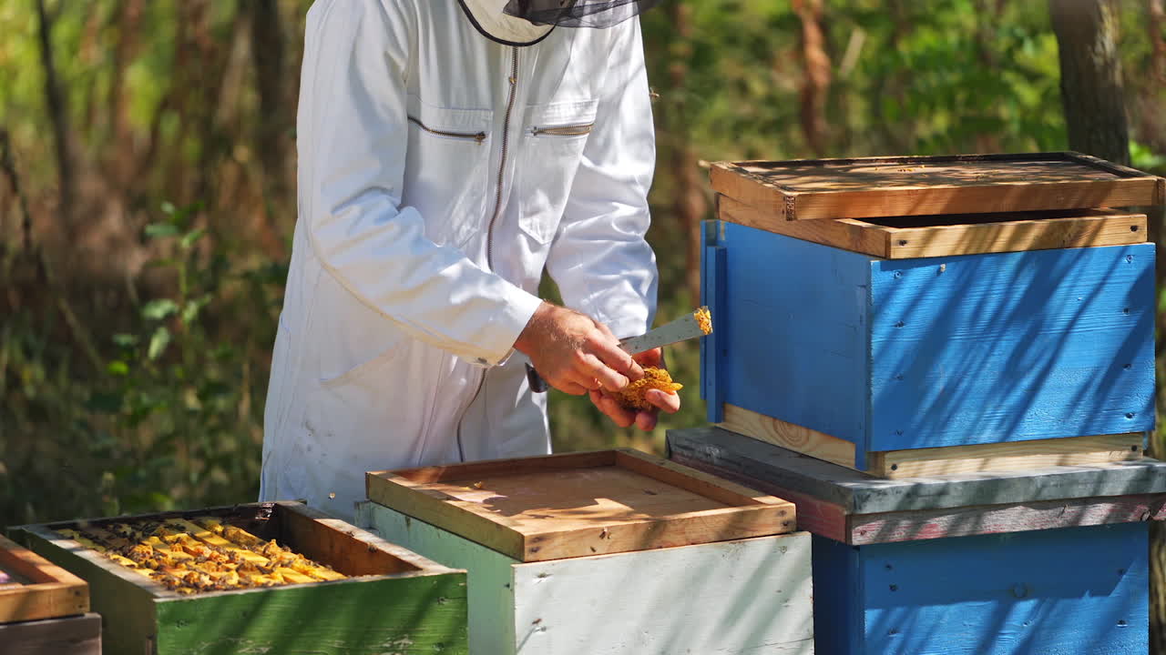 Beekeeper works on apiary. Beehives with bees in nature. Bee master taking wax from wooden lid. Apiculture concept.