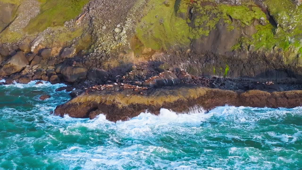 Orbitale luchtfoto van zeeleeuwen die rusten op de rotsen langs de kust van Oregon