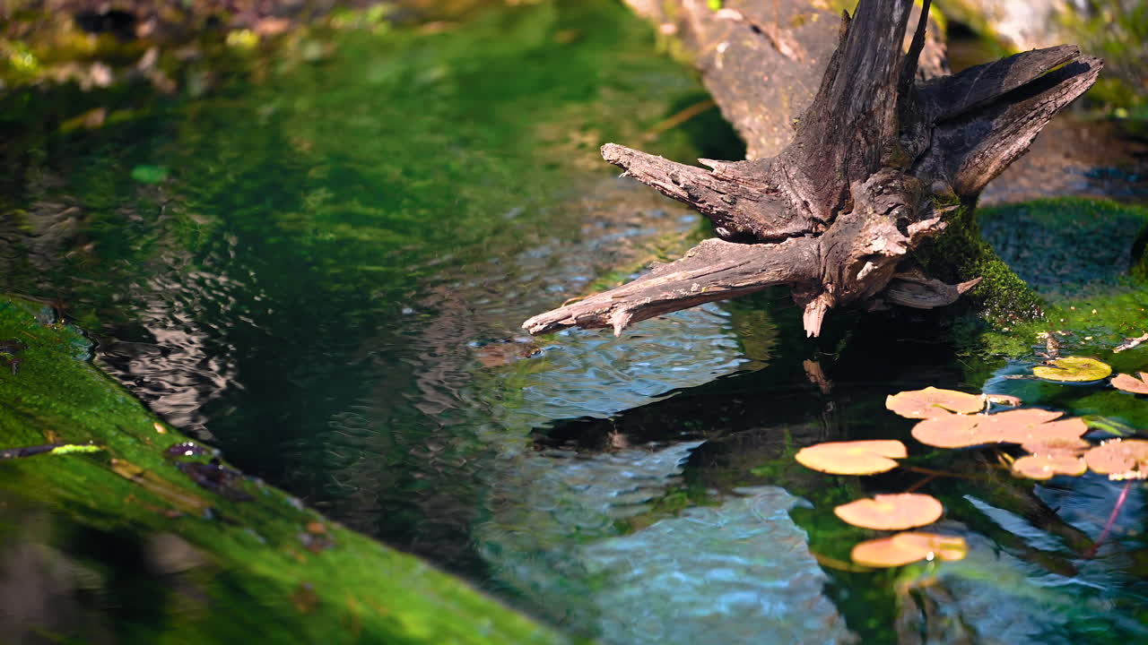 River water in the forest with tree branch lotus leafs and beautiful reflection of the nature