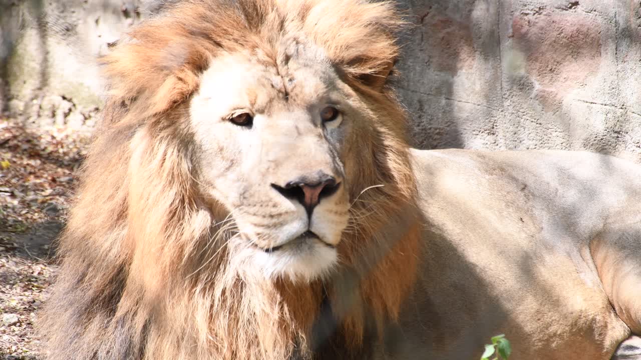 león gigante macho dentro de un parque zoológico