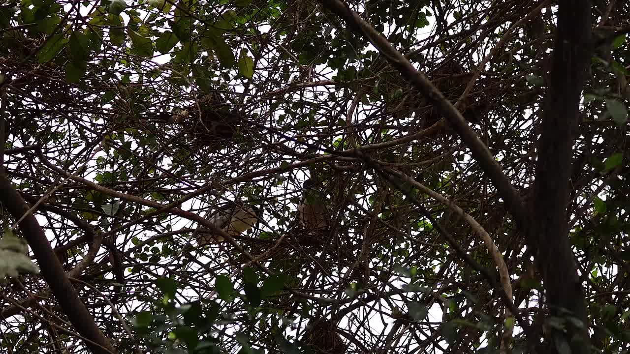 nido de pájaros en las ramas de los árboles, hanoi, vietnam