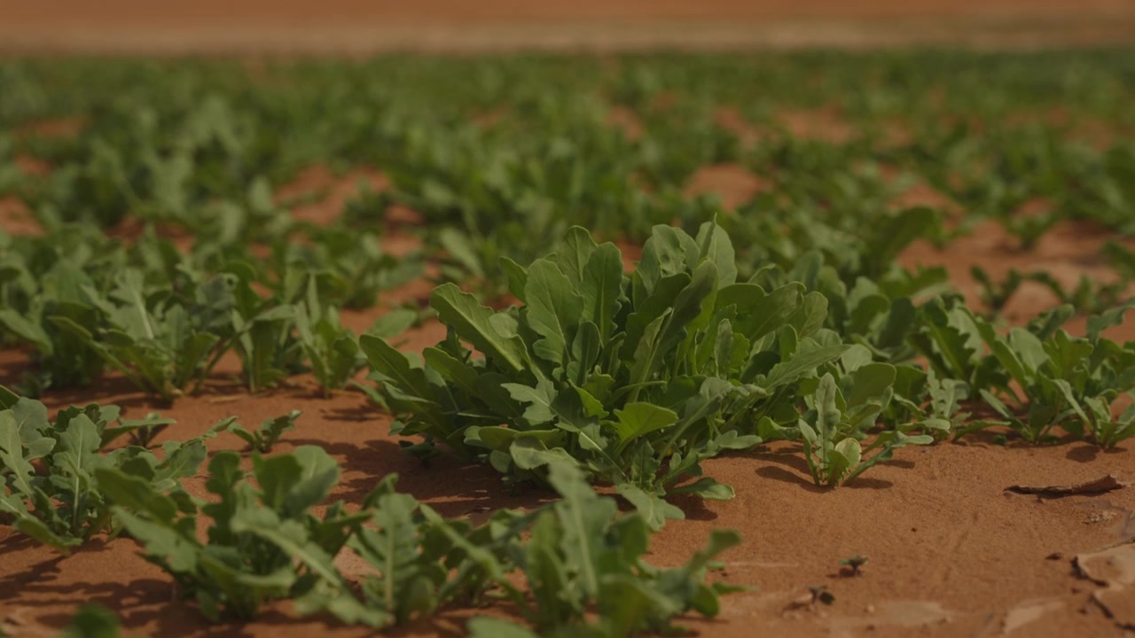 Rækker af vilde grønne planter, der vokser naturligt i rød ørkenjord nær Sahara, Marokko.