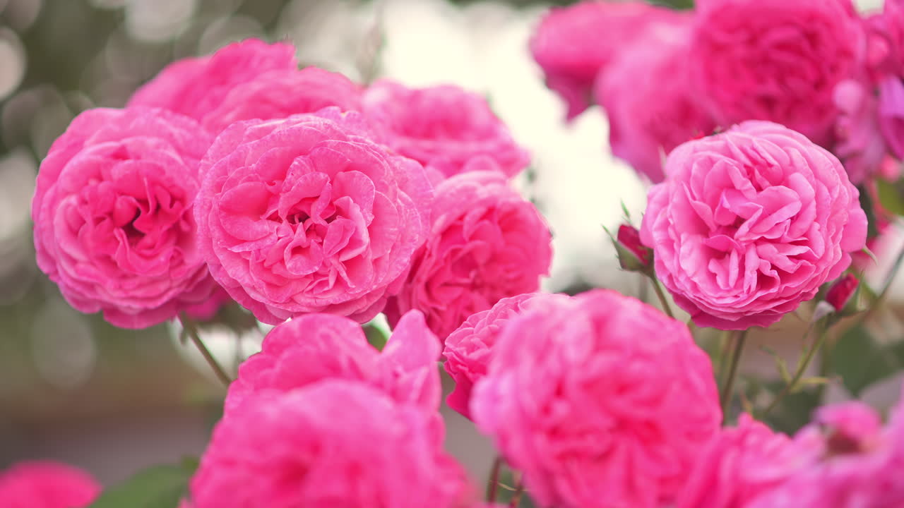Close up of pink roses blooming in a garden, with delicate petals and soft natural light