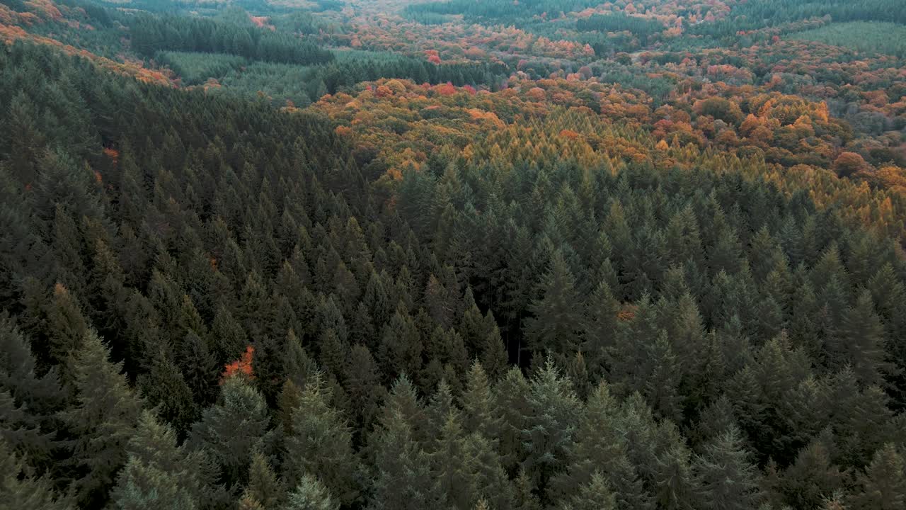 Vista aerea 4K che sorvola i boschi autunnali nella Foresta di Dean con foglie dorate, colori intensi e ampi paesaggi naturali
