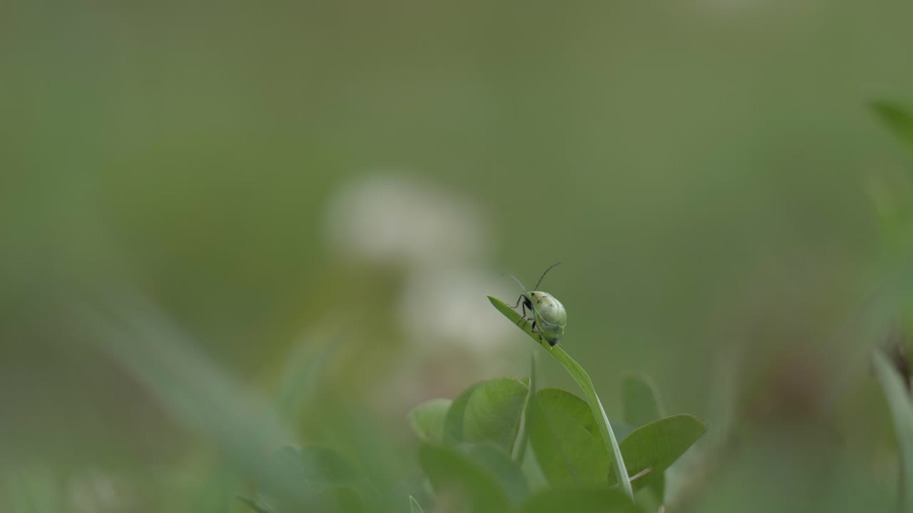 explore la belleza de cerca con este video macro de una mariquita verde encaramada en una hoja, revelando sus encantadores patrones en alta definición