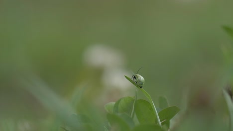 Entdecken-Sie-Die-Schönheit-Aus-Nächster-Nähe-Mit-Diesem-Makrovideo-Eines-Grünen-Marienkäfers,-Der-Auf-Einem-Blatt-Sitzt-Und-Seine-Bezaubernden-Muster-In-Hoher-Auflösung-Enthüllt