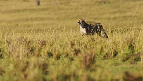 cámara lenta de caza de guepardo y una caza en áfrica, animales salvajes africanos en masai mara, acechando y corriendo persiguiendo a la presa en kenia en safari en una naturaleza increíble encuentro de masai mara