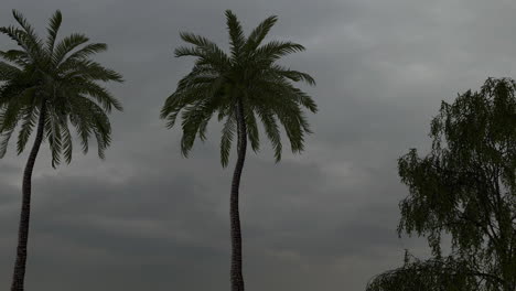meteor over palm trees