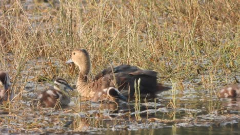 whistling duck chicks in pond area