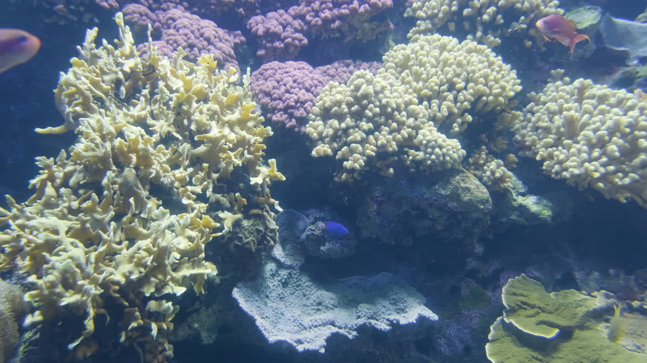 hermosos corales y peces de colores en el acuario de lisboa - tiro medio