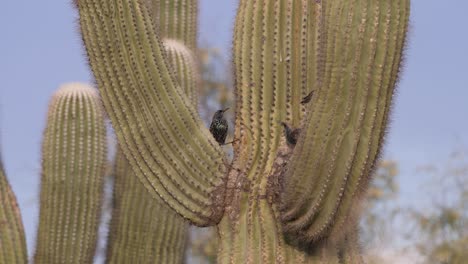 estorninos europeos peleando alrededor de un cacto saguaro
