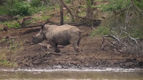 Adult-White-Rhino-with-clipped-horn-walks-along-muddy-shore-of-pond