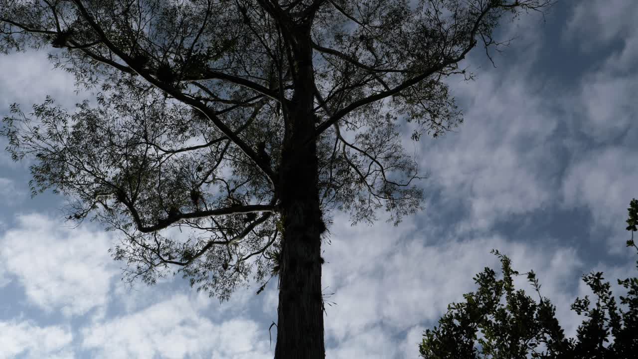 푸른 하늘, 마차치, 에콰도르 아래 잔잔한 날씨에 푸른 나무의 낮은 각도 샷