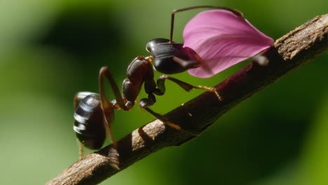 ant carrying a flower petal on a branch