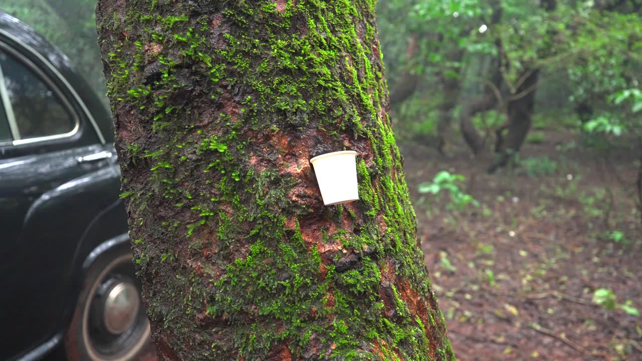 나무에 붙어있는 종이컵